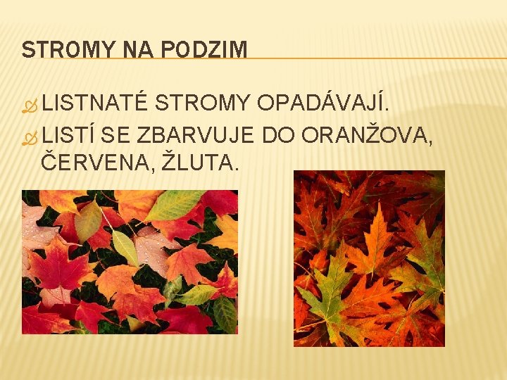 STROMY NA PODZIM LISTNATÉ STROMY OPADÁVAJÍ. LISTÍ SE ZBARVUJE DO ORANŽOVA, ČERVENA, ŽLUTA. 