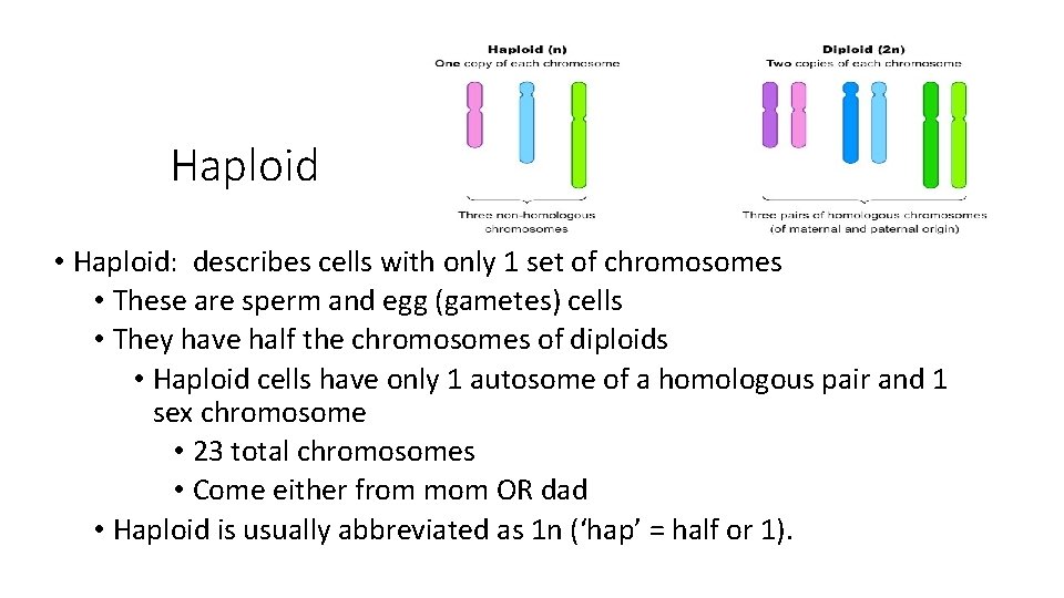 Haploid • Haploid: describes cells with only 1 set of chromosomes • These are