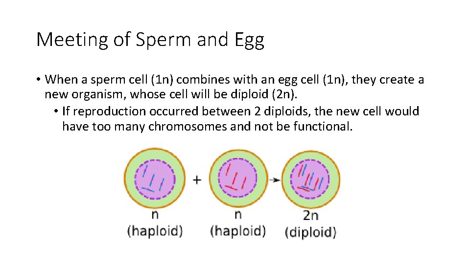 Meeting of Sperm and Egg • When a sperm cell (1 n) combines with