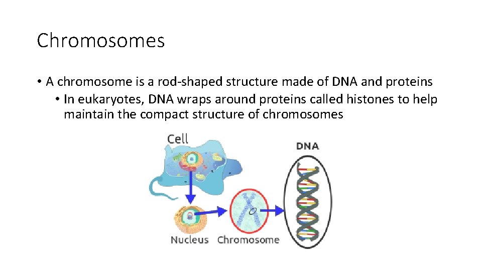 Chromosomes • A chromosome is a rod-shaped structure made of DNA and proteins •