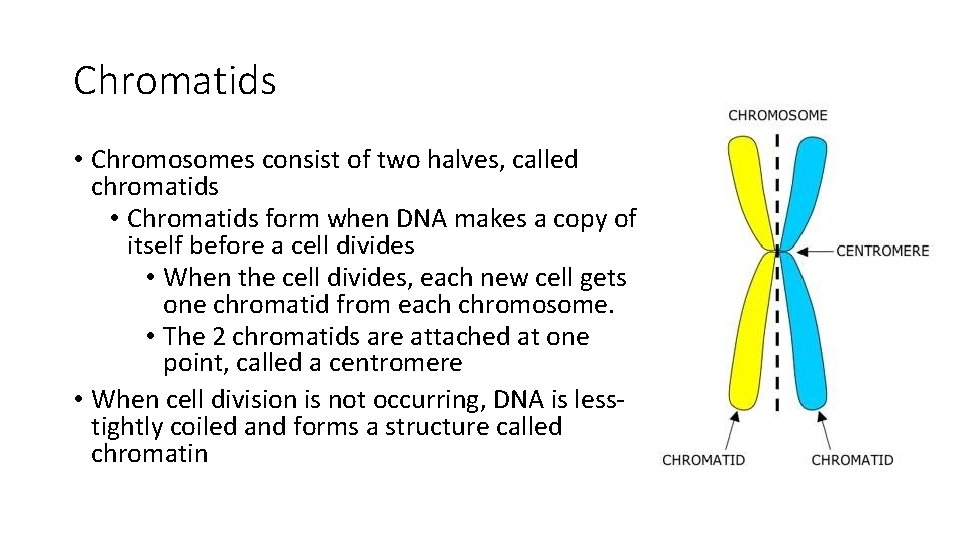 Chromatids • Chromosomes consist of two halves, called chromatids • Chromatids form when DNA