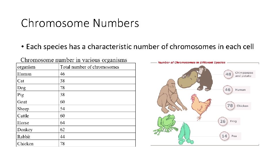 Chromosome Numbers • Each species has a characteristic number of chromosomes in each cell