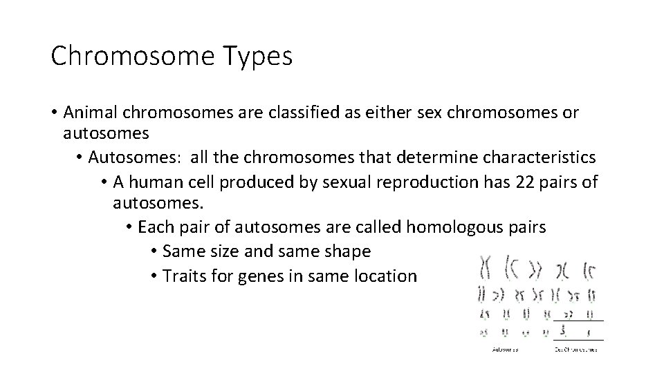 Chromosome Types • Animal chromosomes are classified as either sex chromosomes or autosomes •