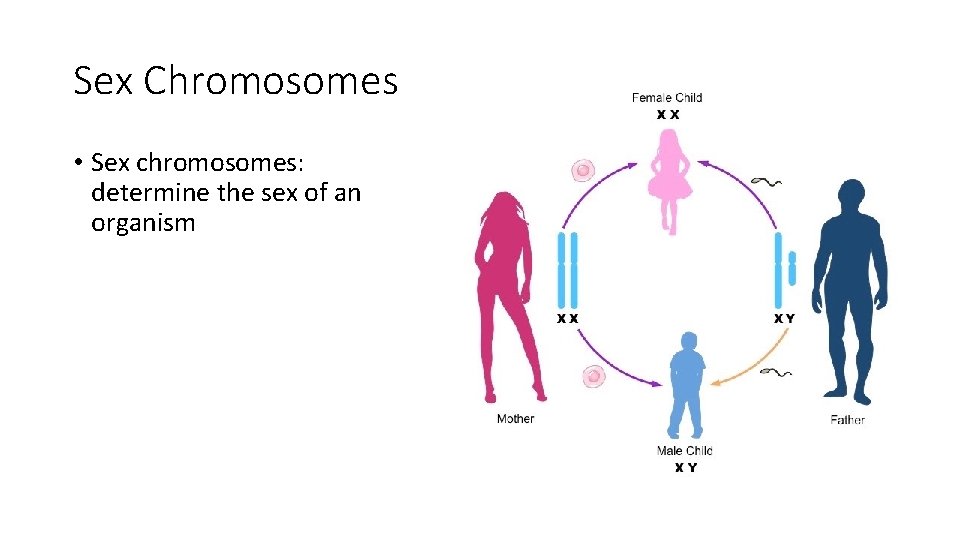 Sex Chromosomes • Sex chromosomes: determine the sex of an organism 