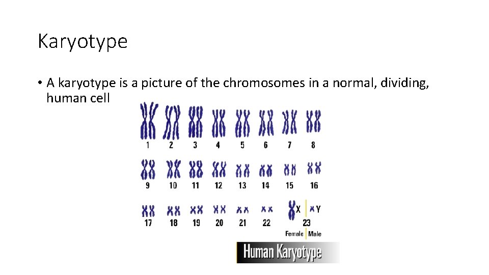 Karyotype • A karyotype is a picture of the chromosomes in a normal, dividing,