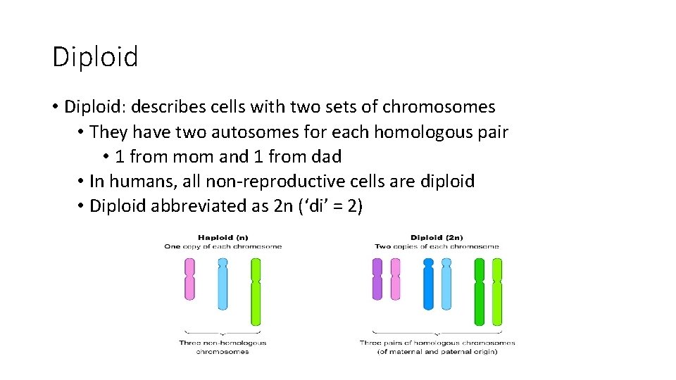 Diploid • Diploid: describes cells with two sets of chromosomes • They have two
