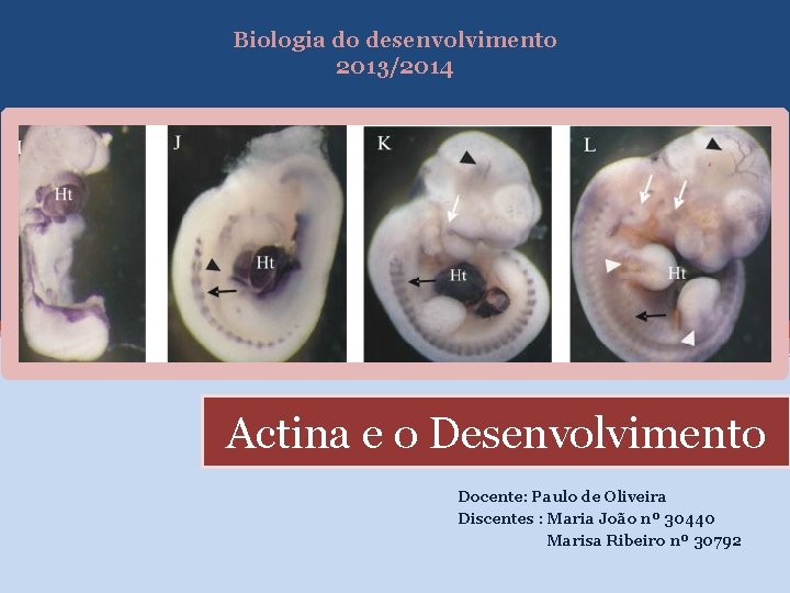 Biologia do desenvolvimento 2013/2014 Actina e o Desenvolvimento Docente: Paulo de Oliveira Discentes :