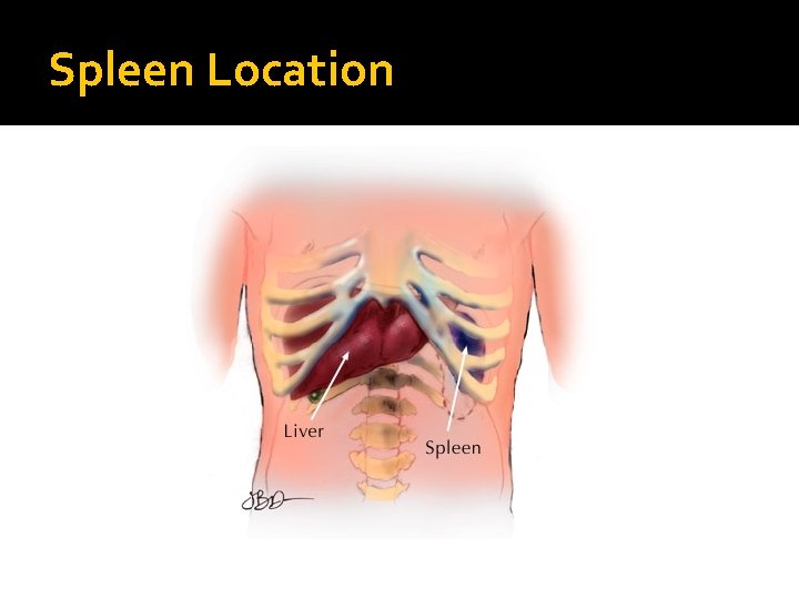 Spleen Location 