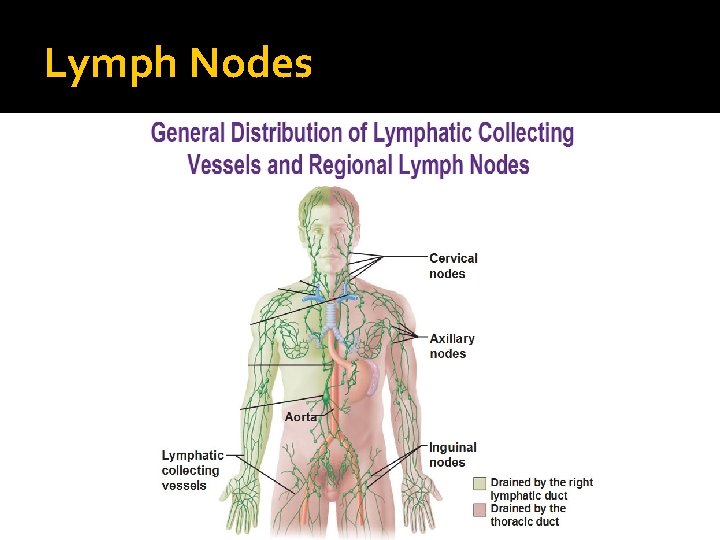 Lymph Nodes 