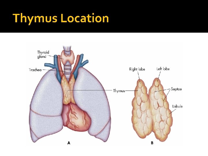 Thymus Location 