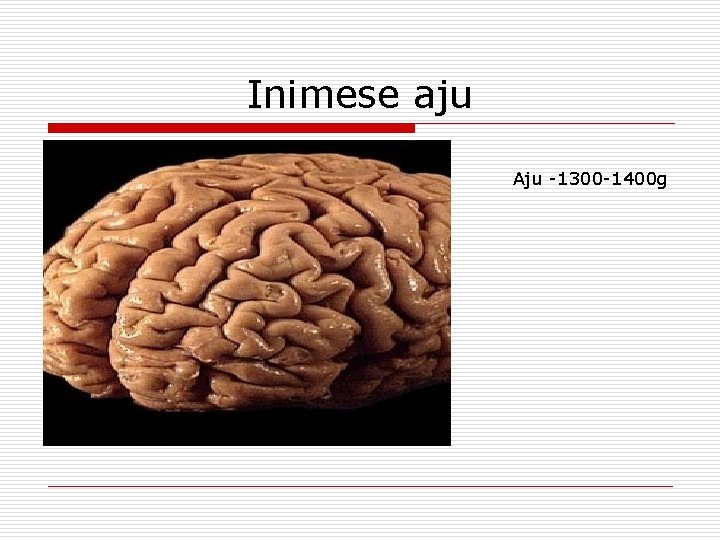 Inimese aju Aju -1300 -1400 g 