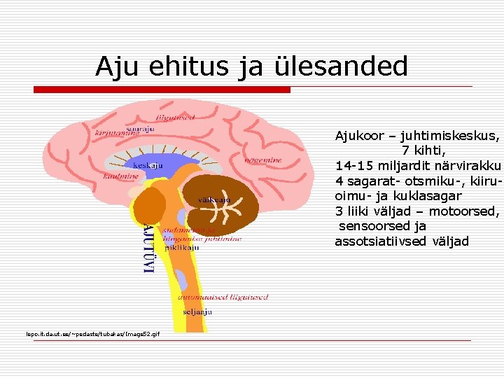 Aju ehitus ja ülesanded Ajukoor – juhtimiskeskus, 7 kihti, 14 -15 miljardit närvirakku 4