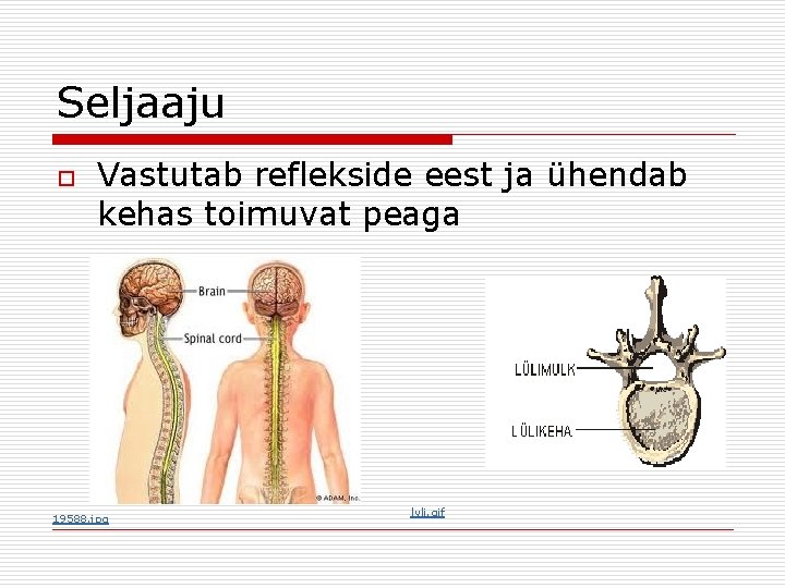 Seljaaju o Vastutab reflekside eest ja ühendab kehas toimuvat peaga 19588. jpg lyli. gif