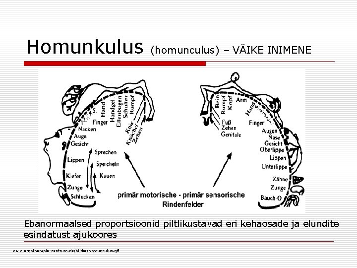 Homunkulus (homunculus) – VÄIKE INIMENE Ebanormaalsed proportsioonid piltlikustavad eri kehaosade ja elundite esindatust ajukoores