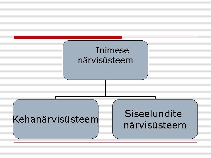 Inimese närvisüsteem Kehanärvisüsteem Siseelundite närvisüsteem 