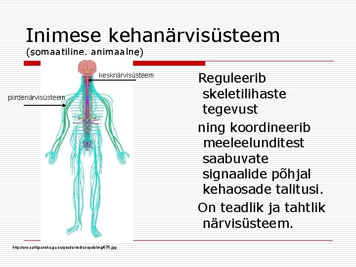 Inimese kehanärvisüsteem (somaatiline, animaalne) kesknärvisüsteem piirdenärvisüsteem http: //cns. sahlgrenska. gu. se/goude/nsd/encyclo. Img/575. jpg Reguleerib