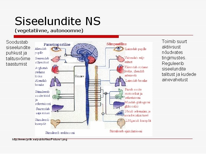 Siseelundite NS (vegetatiivne, autonoomne) Soodustab siseelundite puhkust ja talitusvõime taastumist http: //www. jyritk. ee/public/files/Picture