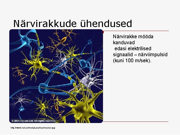 Närvirakkude ühendused Närvirakke mööda kanduvad edasi elektrilised signaalid – närviimpulsid (kuni 100 m/sek). http: