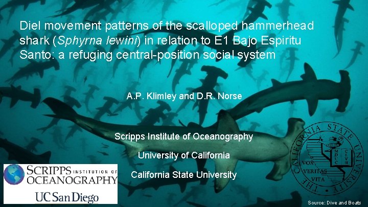 Diel movement patterns of the scalloped hammerhead shark (Sphyrna lewini) in relation to E