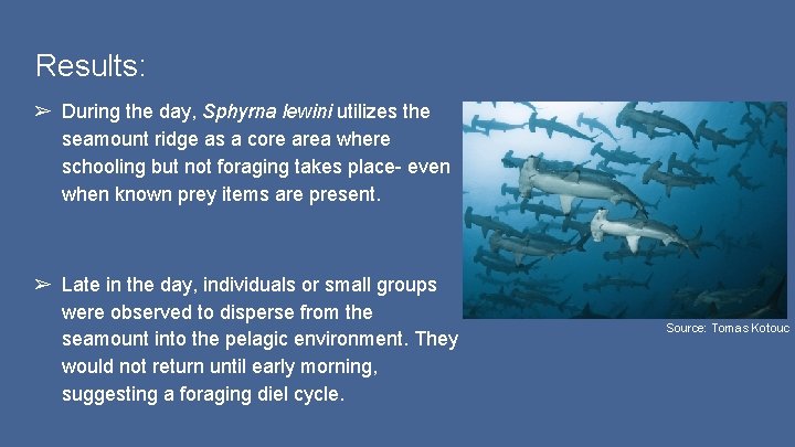 Results: ➢ During the day, Sphyrna lewini utilizes the seamount ridge as a core