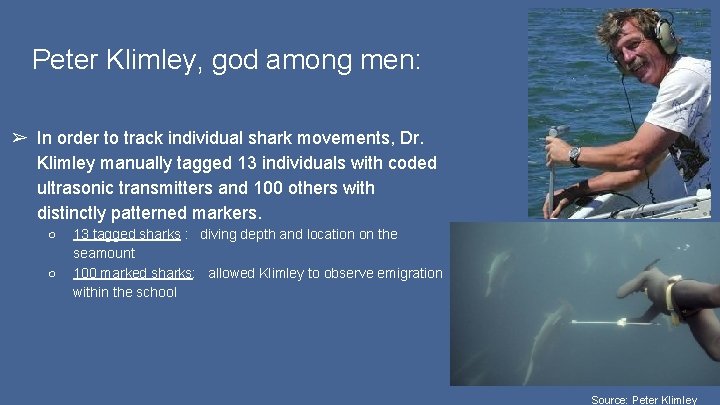 Peter Klimley, god among men: ➢ In order to track individual shark movements, Dr.