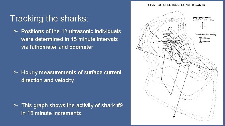 Tracking the sharks: ➢ Positions of the 13 ultrasonic individuals were determined in 15