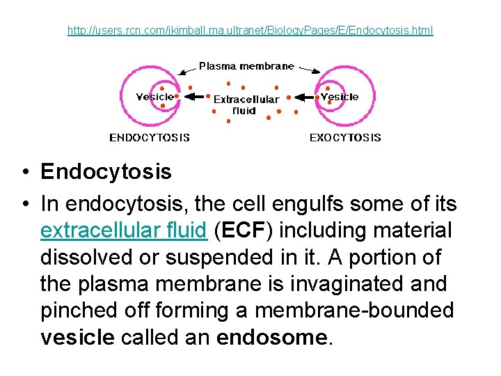 http: //users. rcn. com/jkimball. ma. ultranet/Biology. Pages/E/Endocytosis. html • Endocytosis • In endocytosis, the