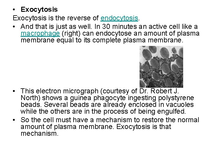  • Exocytosis is the reverse of endocytosis. • And that is just as