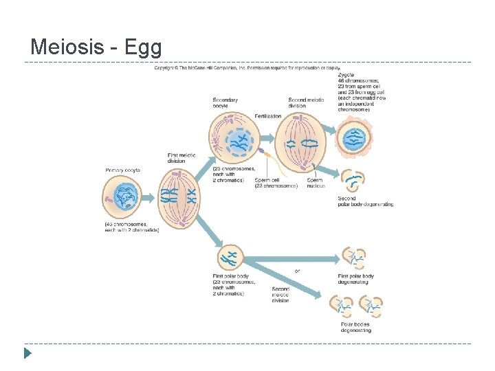 Meiosis - Egg 
