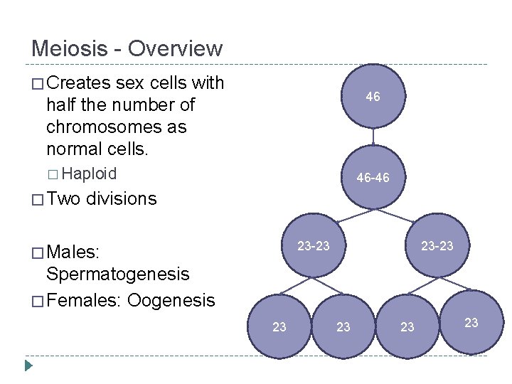 Meiosis - Overview � Creates sex cells with half the number of chromosomes as