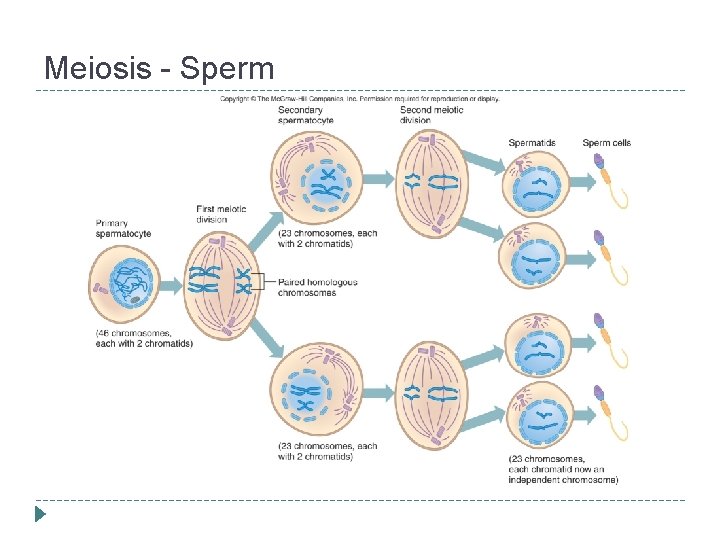 Meiosis - Sperm 
