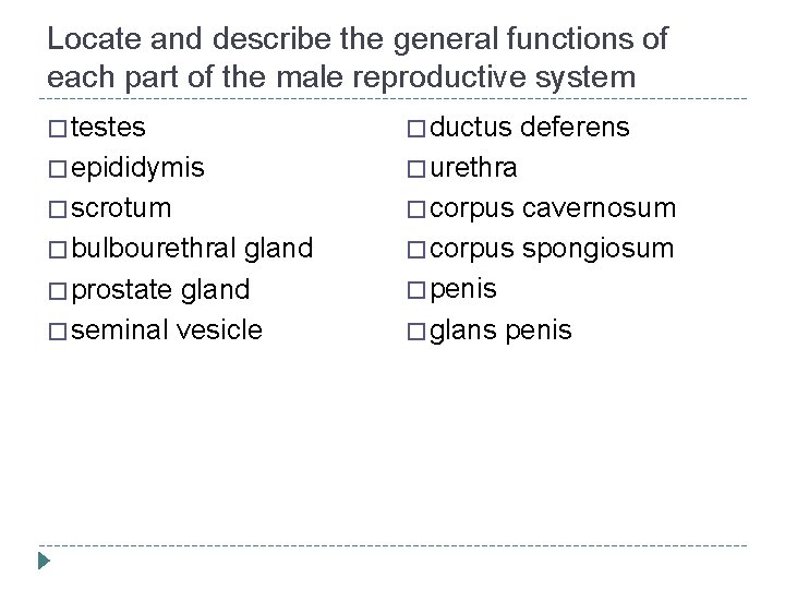 Locate and describe the general functions of each part of the male reproductive system