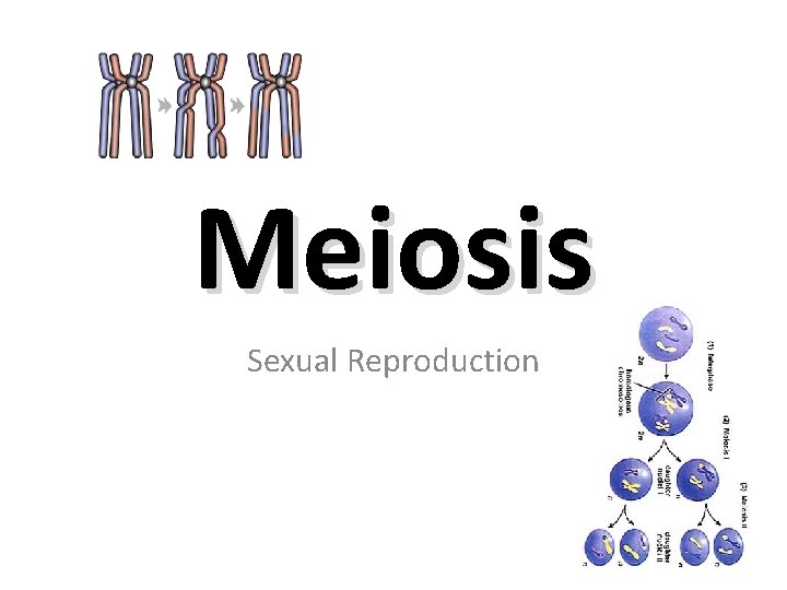 Meiosis Sexual Reproduction 