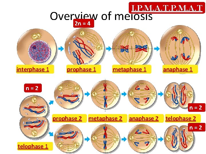 I. P. M. A. T Overview of meiosis 2 n = 4 interphase 1 I. P. M. A. T Overview of meiosis 2 n = 4 interphase 1