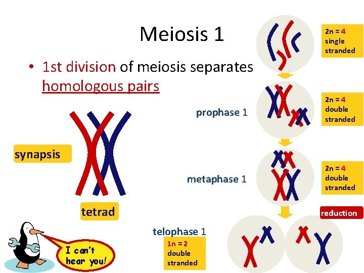 Meiosis 1 • 1 st division of meiosis separates homologous pairs 2 n =