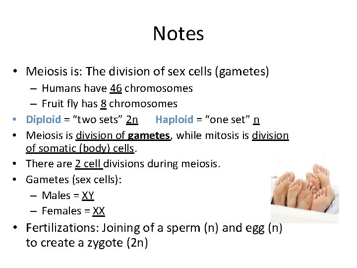 Notes • Meiosis is: The division of sex cells (gametes) • • – Humans