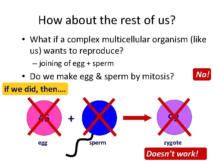 How about the rest of us? • What if a complex multicellular organism (like