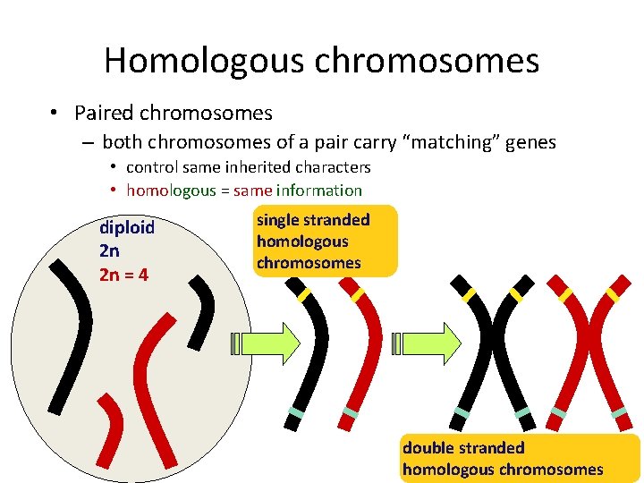 Homologous chromosomes • Paired chromosomes – both chromosomes of a pair carry “matching” genes