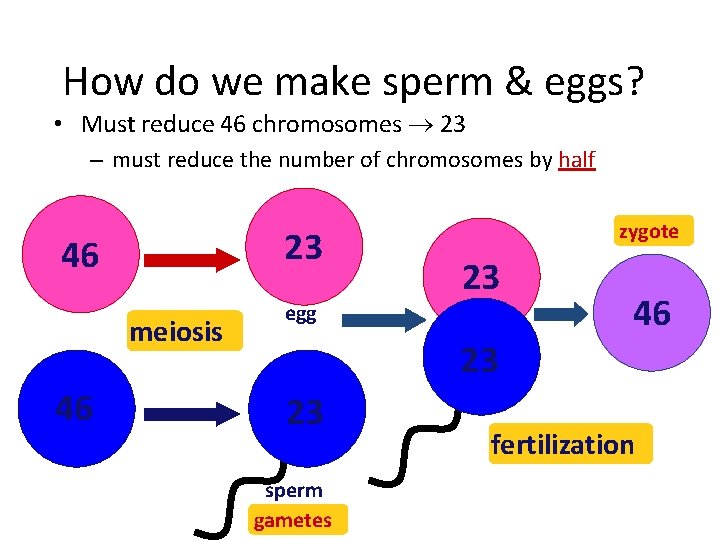 How do we make sperm & eggs? • Must reduce 46 chromosomes 23 –