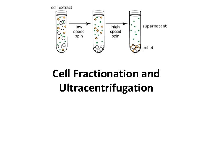 Cell Fractionation and Ultracentrifugation 