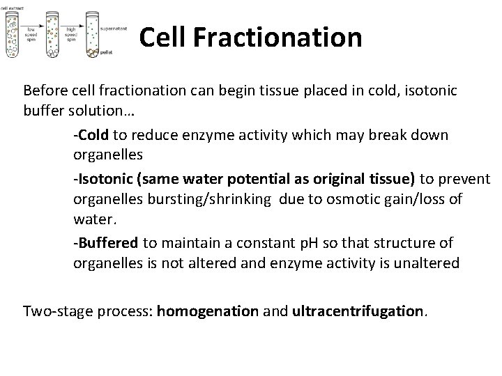 Cell Fractionation Before cell fractionation can begin tissue placed in cold, isotonic buffer solution…