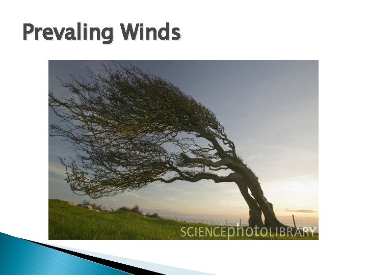 Prevaling Winds 