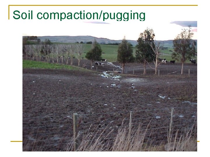 Soil compaction/pugging 