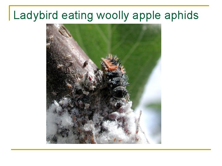 Ladybird eating woolly apple aphids 