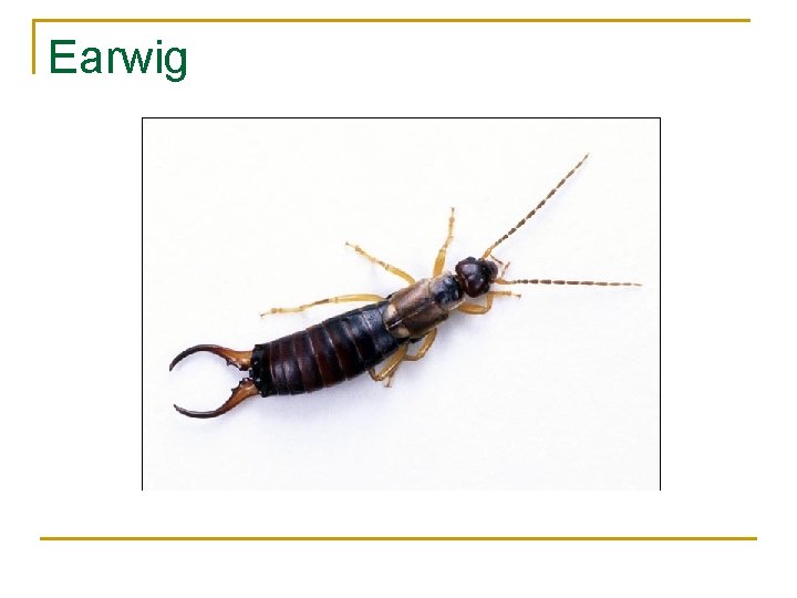 Earwig 