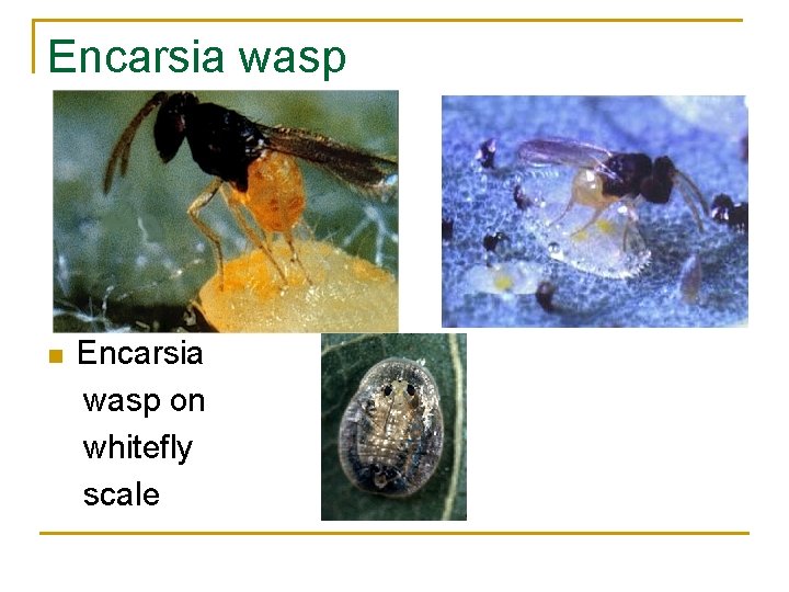 Encarsia wasp n Encarsia wasp on whitefly scale 