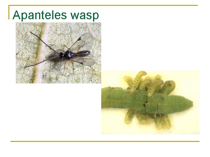 Apanteles wasp 