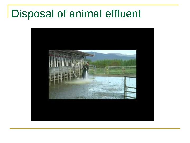 Disposal of animal effluent 