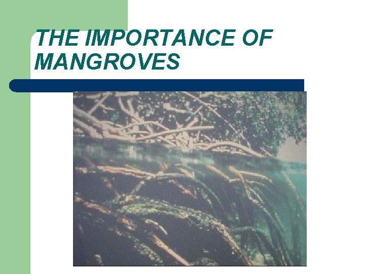 THE IMPORTANCE OF MANGROVES 