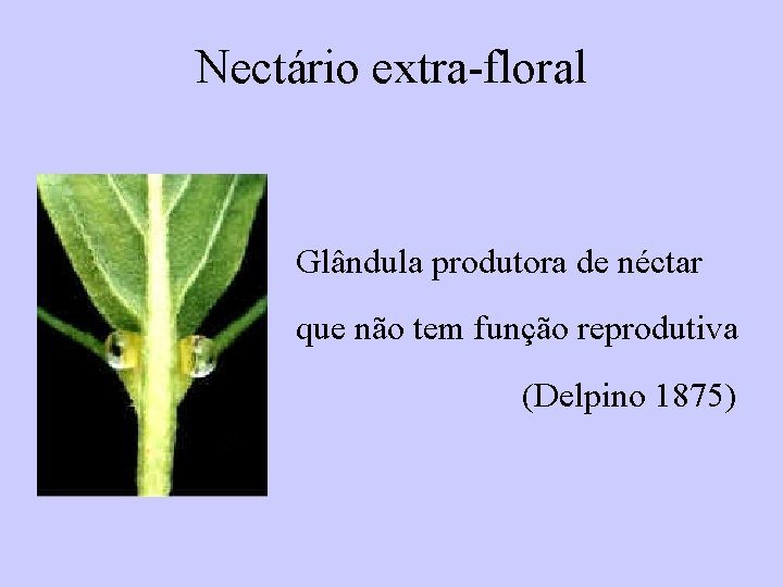 Nectário extra-floral Glândula produtora de néctar que não tem função reprodutiva (Delpino 1875) 